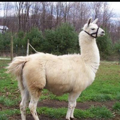 Profile Picture of Richard The Llama (@llamama22) on Twitter