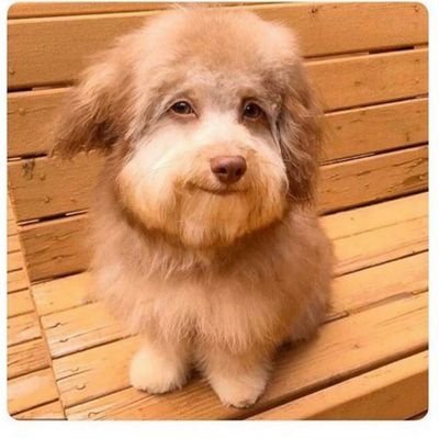Profile Picture of Venor-on Twitter