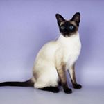 Profile Picture of Michael (@we_love_birman_cat) on Instagram