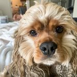 Bowie James Robertiello - Instagram Profile Picture of Bowie James Robertiello (@bowieebaby) on Instagram