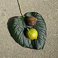 Profile Picture of Tung oilon Wikipedia
