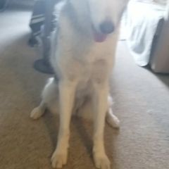 Profile Picture of Michael Basciano291 (@abasciano) on Tiktok