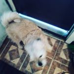 Profile Picture of Kyle Wojcik (@kaisdogwalking) on Instagram