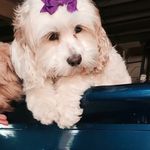 Profile Picture of Carole Hackett (@chackett2013) on Instagram