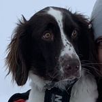 Profile Picture of Iris Kristin Ruud Alvseike (@iris_kleinermunsterlander) on Instagram