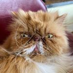 Profile Picture of Federica Montella (@fef_monty) on Instagram