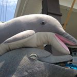 Profile Picture of Janet The Dolphin (@janet_dolphin) on Instagram