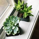 Profile Picture of Michelle McCabe Mandell (@theplantergal) on Instagram
