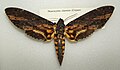 Profile Picture of Neococytiuson Wikipedia