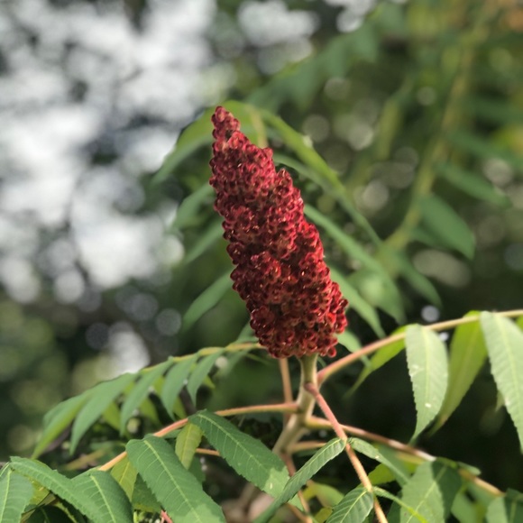 Profile Picture of Keyza Young (@sugarplum3865) on Poshmark