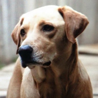 Profile Picture of Kevin Meadors (@KevinMeadors) on Twitter