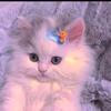 Profile Picture of user2487623686624 (@@jamilamohammed44) on Tiktok