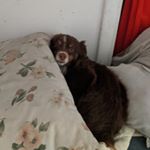 Ian Shepard - Instagram Profile Picture of Ian Shepard (@ianmarvel06) on Instagram