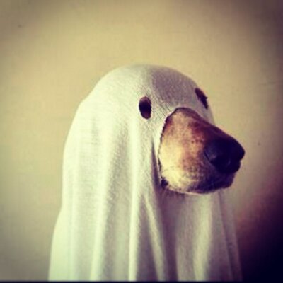 Profile Picture of Aaron Macleod (@yOlOmcswagles) on Twitter
