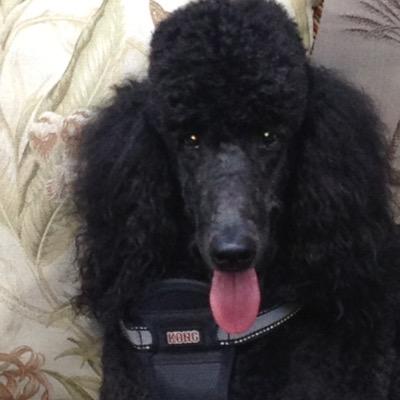 Profile Picture of Peter Jovanovich (@PeterJovanovic3) on Twitter