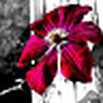 Profile Picture of Amanda Barker (@mandamcassface) on Flickr