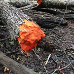 Profile Picture of Chris Divine (@chrisdivine1) on Flickr