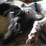 Profile Picture of Diana Branchini Popowski (@2greyhounds) on Instagram