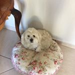 Profile Picture of Andrew Shiller (@andrewshiller3) on Instagram