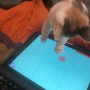 Profile Picture of Kimberly Manning (Kimber) (@CoachKimberlyMorgan) on Youtube