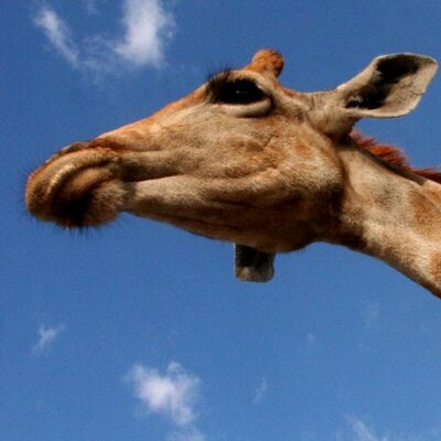 Profile Picture of Julia E. Emmert (@JuliaEEmmert) on Twitter