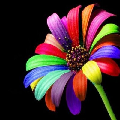 Profile Picture of Fatima Farooq (@fatimafarooq814) on Twitter