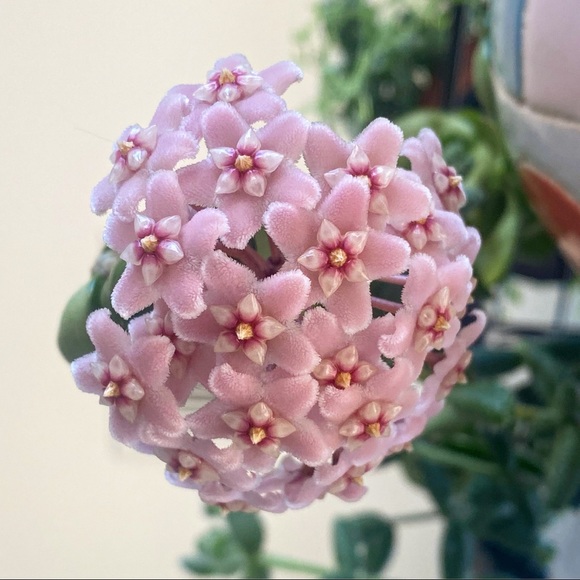 Profile Picture of Jae Mancarella (@jaemancarella) on Poshmark