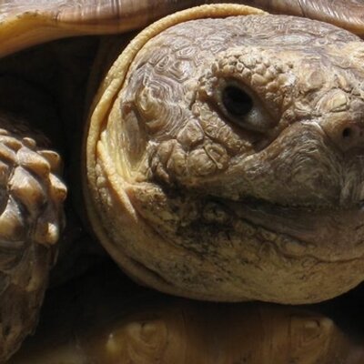 Profile Picture of Christopher Barthel (@otisthetortoise) on Twitter