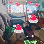 Profile Picture of Luna & Bailey Corbett (@lunaandbailey2730) on Instagram