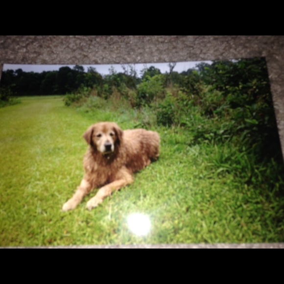 Profile Picture of Jodi Mirabello (@jmirab) on Poshmark