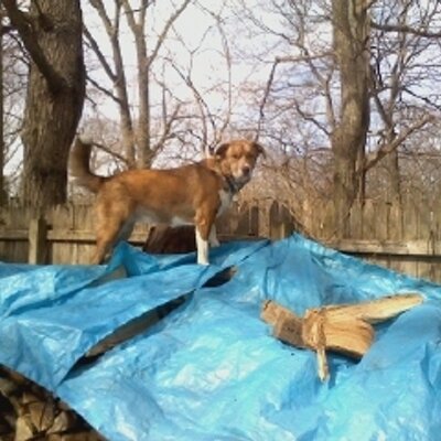 Profile Picture of Joe Vento (@jvsbli_joe) on Twitter