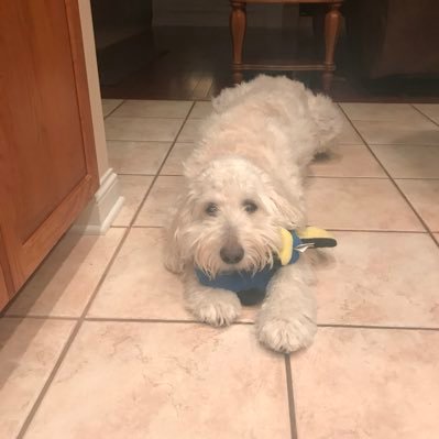 Profile Picture of Andrew Colwell (@AndrewColwell12) on Twitter