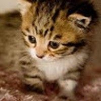 Profile Picture of Savannah Fischer (@savannah-fischer-10) on Quora