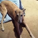 Profile Picture of Chuck Cheever (@cheeverchuck) on Instagram