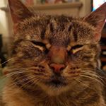 Profile Picture of Helen Potts (@helllypotts) on Instagram