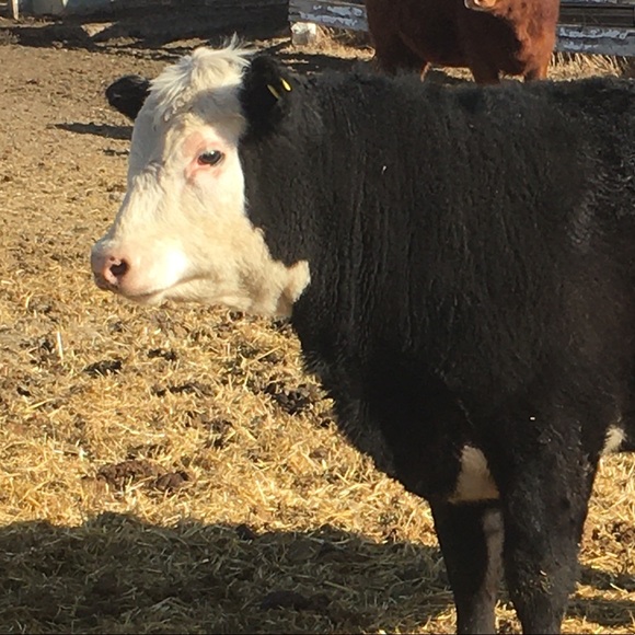 Profile Picture of Jodi Giles (@jodigiles10) on Poshmark