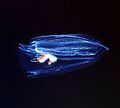Profile Picture of Benthic comb jellyon Wikipedia