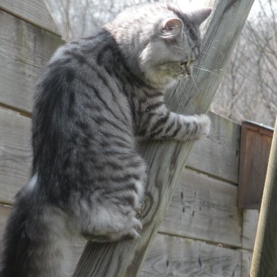 Profile Picture of Marie Claude Joly (@MarieclaudeJol2) on Twitter