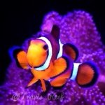 Profile Picture of Travis Nolan (@travis_reef) on Instagram