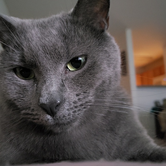 Lauri Cuozzo - Poshmark Profile Picture of Lauri Cuozzo (@lauricuozzo) on Poshmark