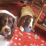 Profile Picture of Joseph Kerwin (@josephtobysisjoseph) on Instagram