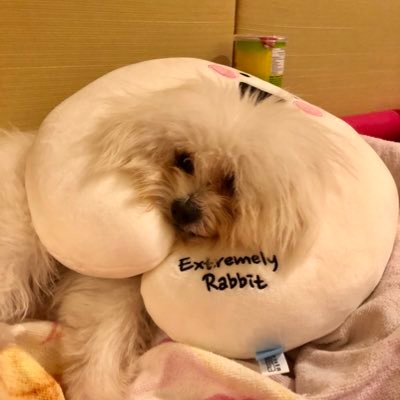 Profile Picture of Bianca Ng (@BiancaNg9) on Twitter