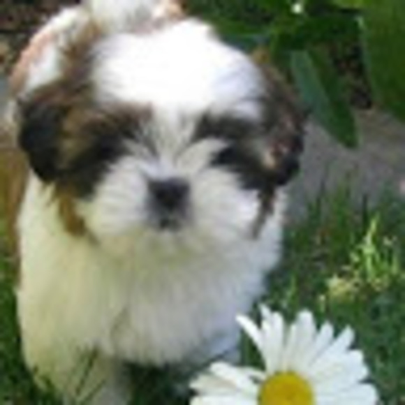 Profile Picture of Anna Jannings (@22ajannings) on Poshmark