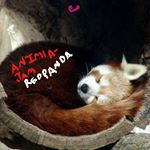 Profile Picture of Jillian Michelle Frye (@animaljam_redpanda) on Instagram