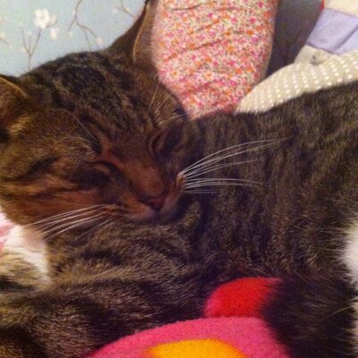 Profile Picture of Christmas Miracle (@chris_miraclex) on Twitter