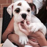 Profile Picture of Stella Thornton-Franklin (@itsstellabaebae) on Instagram