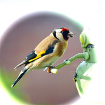 Profile Picture of Paul Chamberlain (@paulwchamberlain) on Flickr