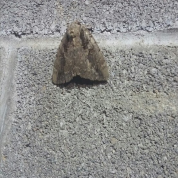 Profile Picture of Rad Haithcoat (@radhaithcoat) on Poshmark