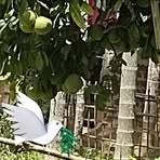 Profile Picture of Freddie Gonz (@freddie.gonz.545326) on Facebook