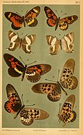 Profile Picture of Mimacraea krauseion Wikipedia